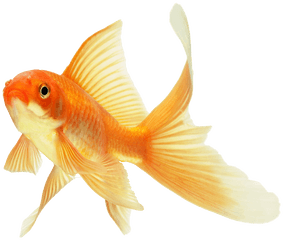 Download 304 Images About Overlays - Goldfish Png