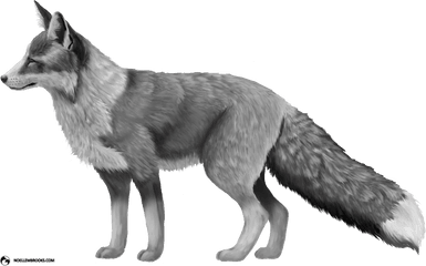 Download Hd Platinum - Colored Red Fox Red Fox Silver Fox Transparent Background Fox Png