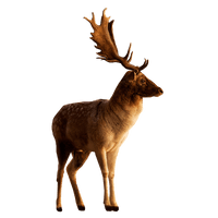 Deer Free Png Image