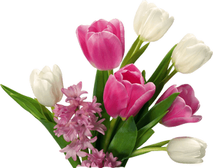 Download Hd Tulip Flower Png Images Free Gallery - Tulips Flower Background Png