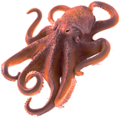 Octopus Png No Background Clipart - Octopus Png