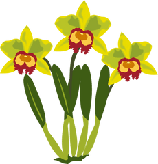 Clip Art Of Orchid Free Image - Pflanzen Clipart Png