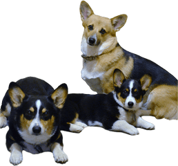 Diamond K Corgis - Black Face Pembroke Welsh Corgis Png