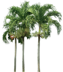 Tropical Plant Pictures - Palm Tree Elevation Png