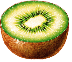 Kiwi Png Image Fruit Kiwi Png Pictures Download