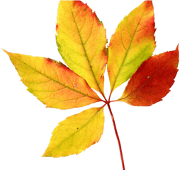 Watercolor Autumn Leaves Png - Fall Leaf Clip Art