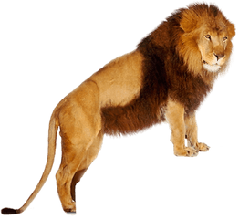 Lion Png Images And Clipart Free Download - Lions Png Hd