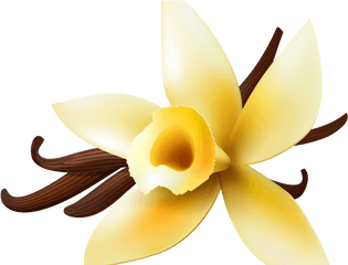 Vanilla Clipart Orchid Png