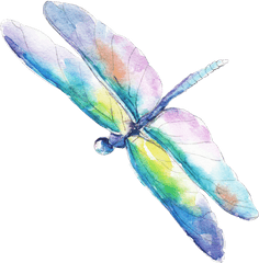 Home - Water Color Dragonflies Vector 1000x894 Png Dragonfly Watercolor Vector