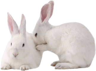 White Rabbit Png Photo