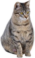 Cat Png Transparent Image - American Shorthair European Shorthair Cat