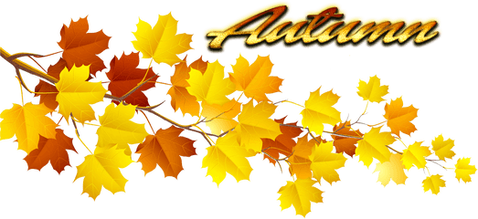 Autumn Leaves Png Pic - Autumn Tree Leaves Png