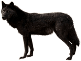 Black Wolf Png - Black Wolf Pic Png
