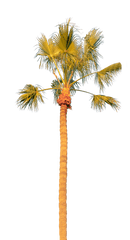 Palm Tree Solo Transparent Background Png - Free Transparent Borassus Flabellifer