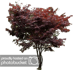 Download Japanese Maple Png - Japanese Maple Png