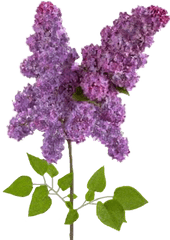 Wisteria Flower Sticker By Cindy Mcdaniel - Lilac Png