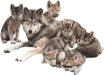 Clip Art Graphics - Wolf Family Png