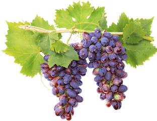 Fruits Raisins - Vigne Png