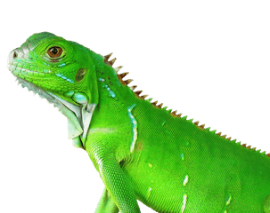 Lizard Transparent Png Image - Png