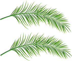 Transparent Palm Leaves - Palm Leaves Transparent Background Png