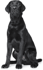 Black Dog Png Clipart All - Black Dog Transparent Background