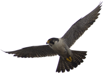 Flying Falcon Bird Png Transparent Image 9 - Free Falcon Transparent Background