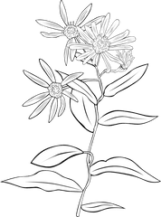 Download 5591 Flower Line Drawing Clip Art Free Public - Flowers Clipart Png