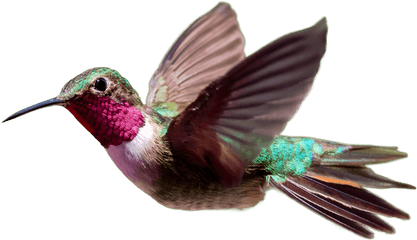 Hummingbird Png Photos - Hummingbird Png