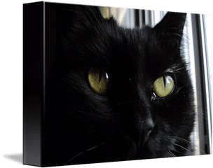 Cat Eyes By David Ramos - Black Cat Png