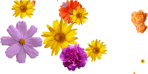 Top Flowers For Charlie Stickers Android U0026 Ios Gfycat - Transparent Falling Flower Gif Png