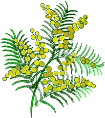 Mimosa Flowers Flower - Dessin Mimosa Imprimer Png