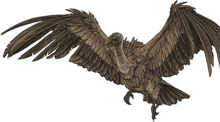 Download Vulture Png Image With No Background - Pngkeycom Transparent Vulture Flying Png