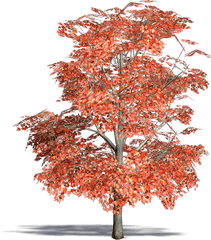 Red Maple Transparent Png Clipart - Acer Rubrum Png