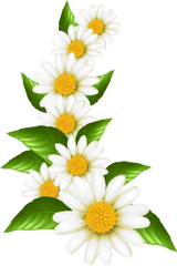 Daisies Decoration Transparent Clip Art - Transparent Daisy Flower Border Png