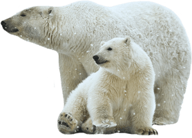 Polar Bear Free Download Png