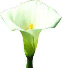 Arum - Giant White Arum Lily Png