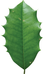 American Holly Leaf Transparent Png - American Holly Tree Leaf