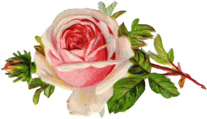 Rose Free Clipart Png Single