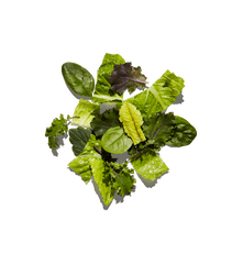 Chipotle - Romaine Lettuce Peppermint Png