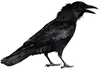 Crows Png 6 Image - Crow Standing Transparent Background