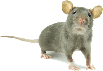 Mouse Png Images Hd - Animal Cute Mouse Png