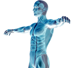 Download Muscle Degenerative Diseases - Muscles Of Human Body Png