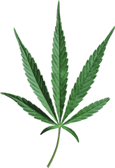 Cannabis - Mustgrow Houseplant Png