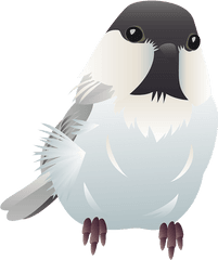 Willow Tit Bird Clipart - Falconiformes Png