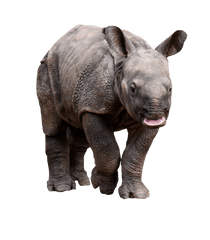 Retarded Rhino Png Image - Pachydermata