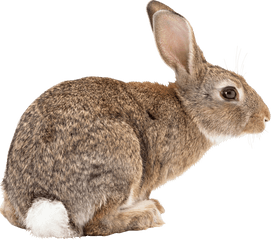 Jump Transparent Png - Rabbit Transparent Png