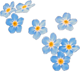 Blue Flowers Png Tumblr 1 Image - Forget Me Not Png