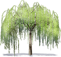 Download Willowtree - Willow Tree Transparent Background Png