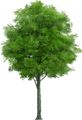 Watercolor Tree Transparent Png