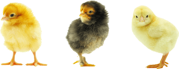 Baby Chicken Transparent Background Png Mart - Baby Chick Transparent Background